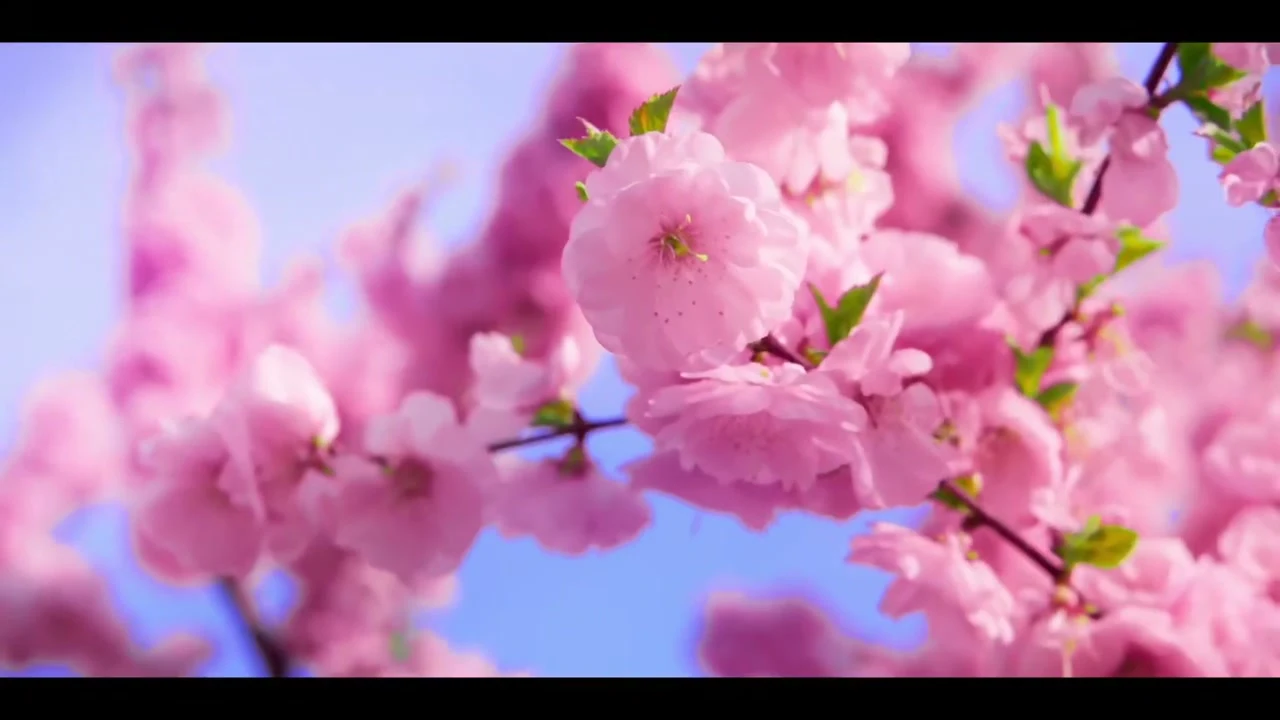 晴樱